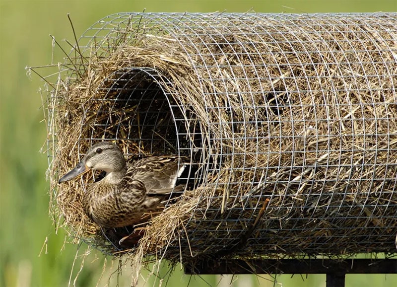 A Different Kind of Wood Duck Nesting Box from Delta Waterfowl