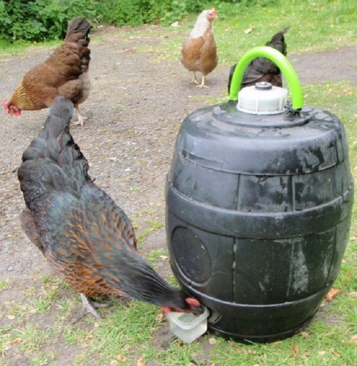 diy auto chicken waterer