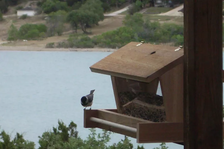 Bird feeder plan