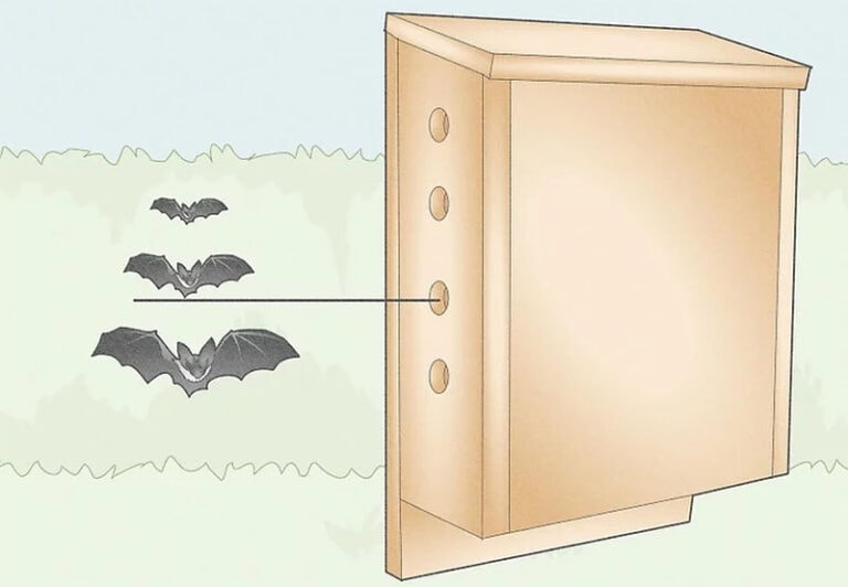 18 Free DIY Bat Box Plans You Can Make Today (With Pictures) | House Grail