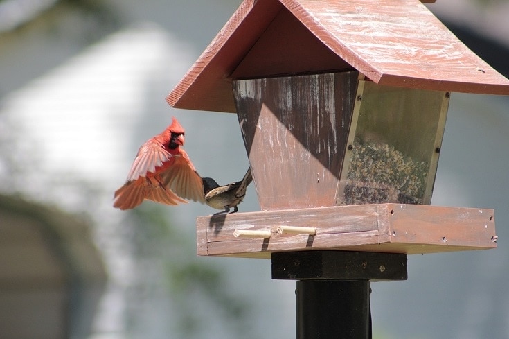 Birdhouse plans for cardinals