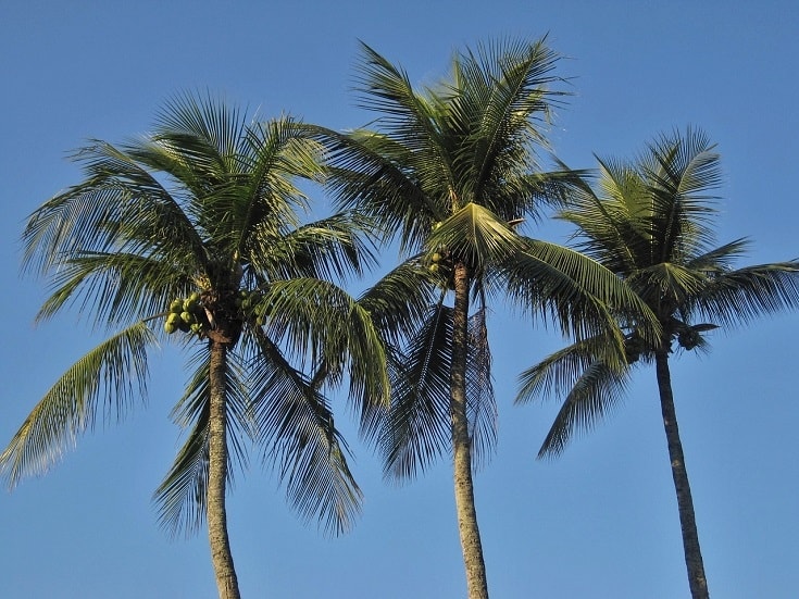 similarities between coconut tree and palm tree - As Well Blogsphere ...