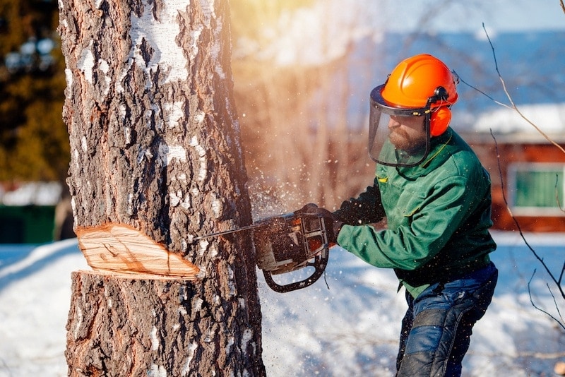 Cutting a tree with a chainsaw wearing a helmet and visor