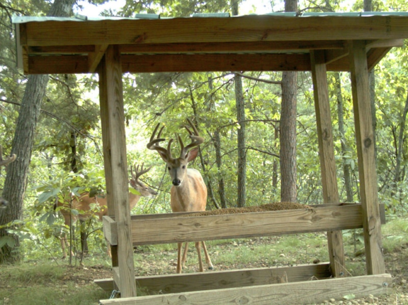DIY SUMMER PROJECT IDEA- DIY DEER FEEDER