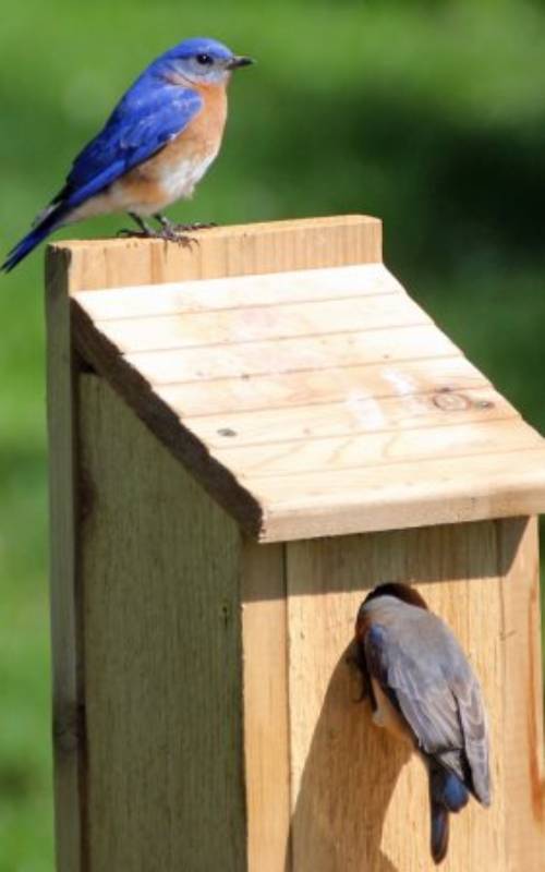 DIY bird house
