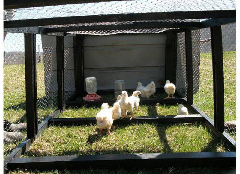DIY chicken tractor