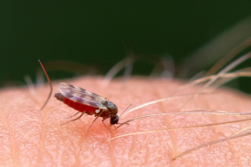 Why Are There Gnats In My House (And How Do I Get Them Out?) House Grail