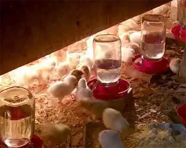 Huge and Affordable Great for People with lots of chicks From Plamondon