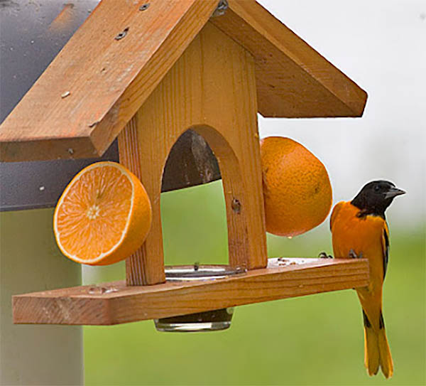 Oriole Feeder Plans Stokes Birding Blog Feeder