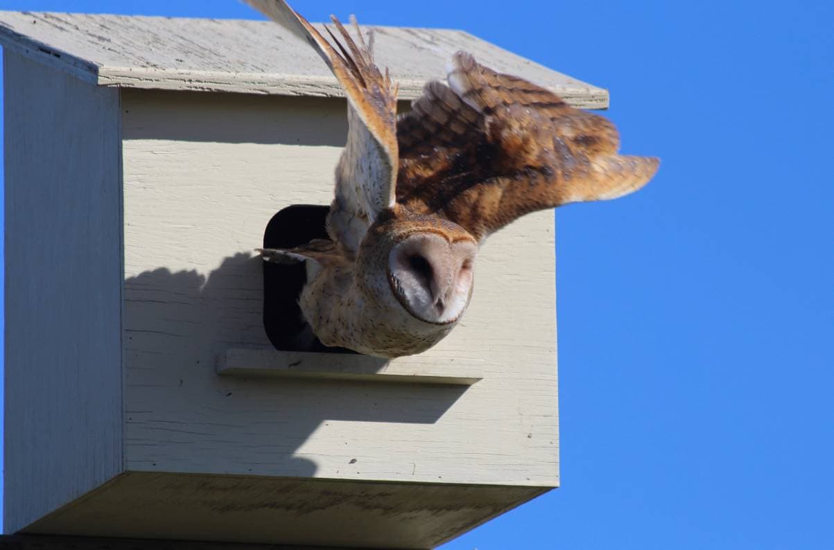 make an owl nesting box