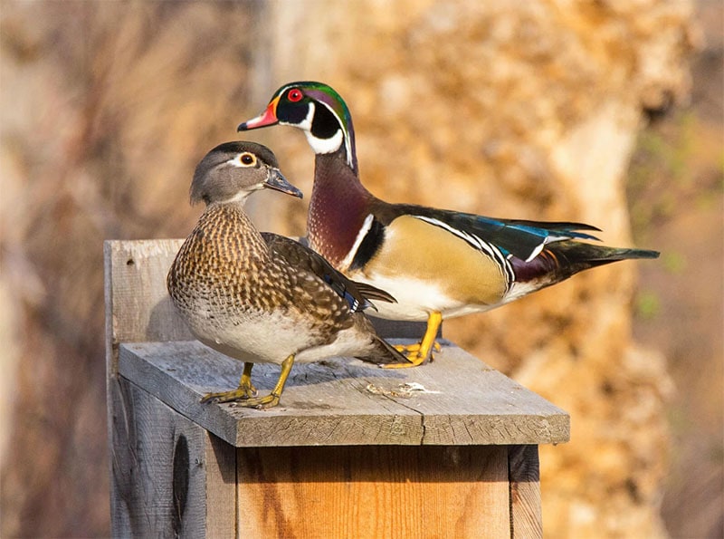 Printable PDF Nest Box from Audubon