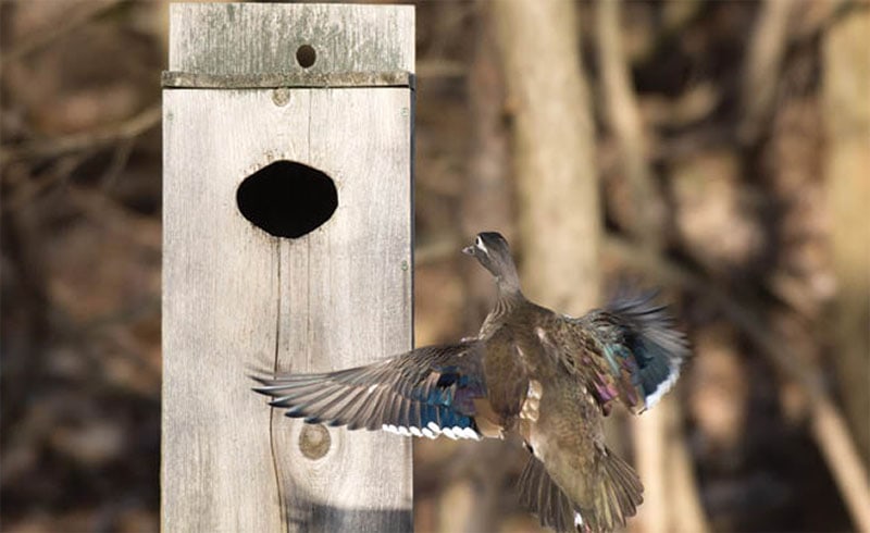 Simple Wood Duck Nest Box from Iowa DNR
