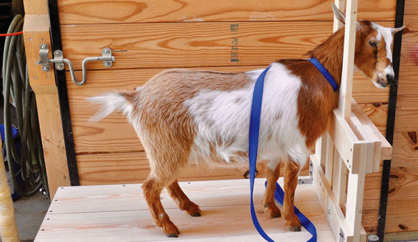 Simple stanchion for goats