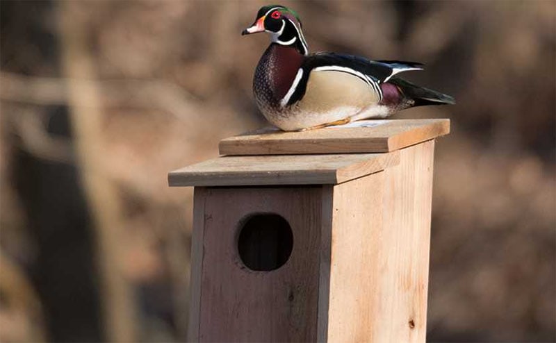 Step-by-Step Nest Box from Ducks Unlimited