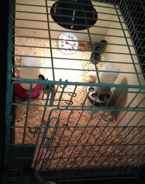 The Dog Crate Brooder