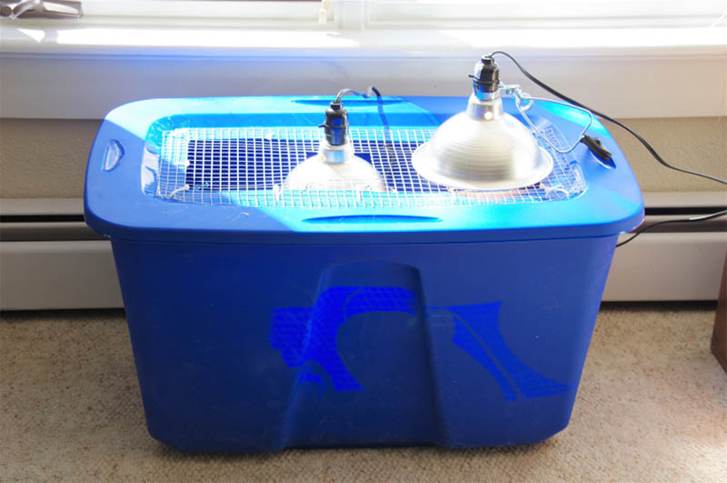 The Plastic Tote Brooder