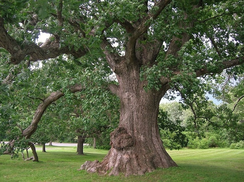 how-much-water-does-an-oak-tree-need