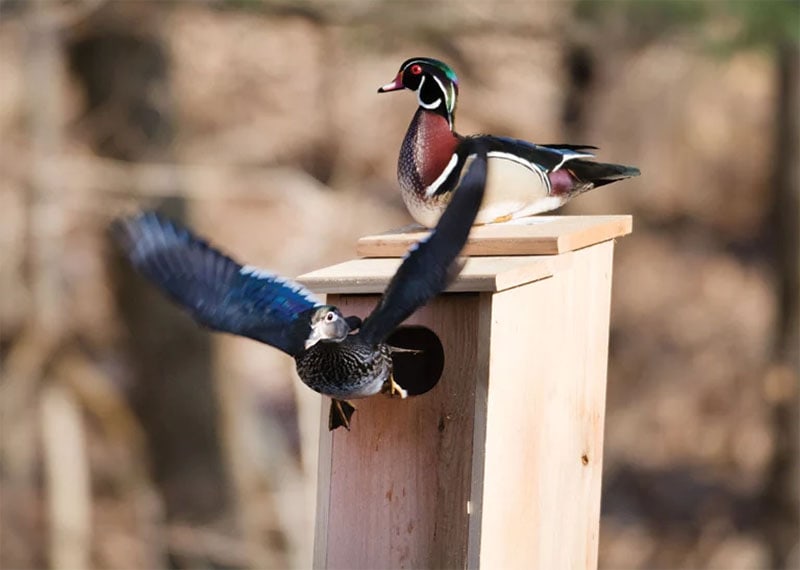Wood Duck Box Plans with Drainage Holes from Boys’ Life