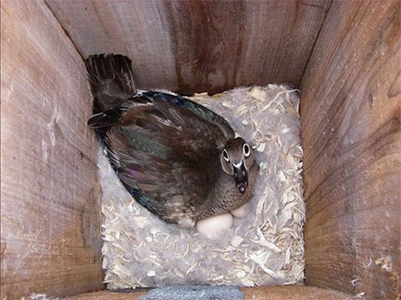 Wood Duck Box with Predator Guard from Home Trix