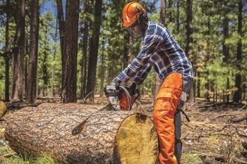 Arborist - Wikipedia