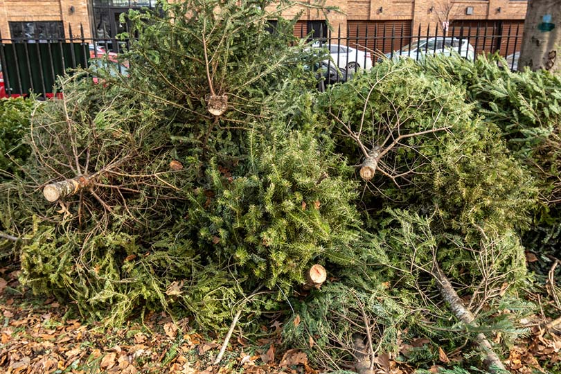 Can You Burn a Christmas Tree? Types, Facts, & FAQ | House Grail