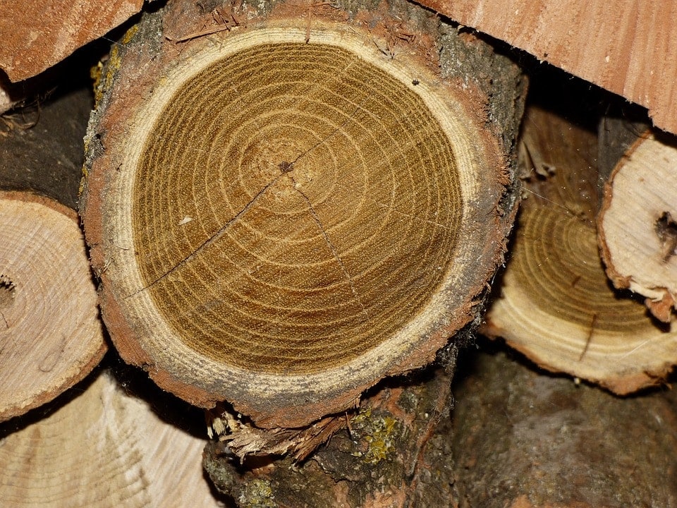 Carving Wood Types, Which Wood Is Best For Carving