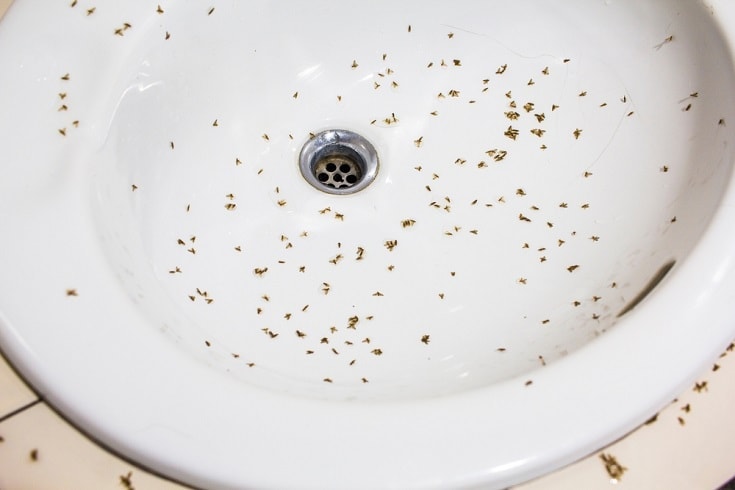 gnats in the bathroom sink