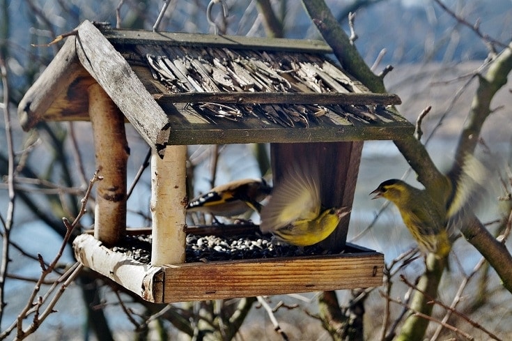 diy platform bird feeder with roof