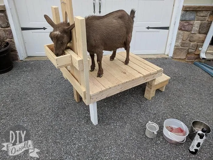 diy goat milking stand nigeriandwarf