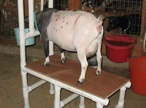 diy pvc goat milking stand