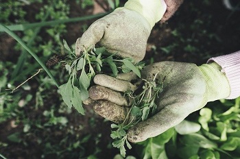 Broadleaf Weed Killer