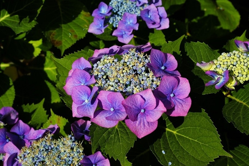 hydrangeas