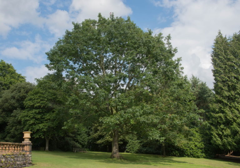 10 Different Types of Deciduous Trees (With Pictures) | House Grail