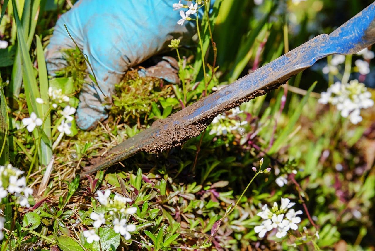 Does Salt Kill Weeds? Types, Methods & FAQ House Grail