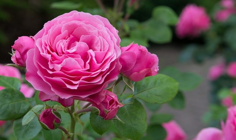 rose-pixabay (2)