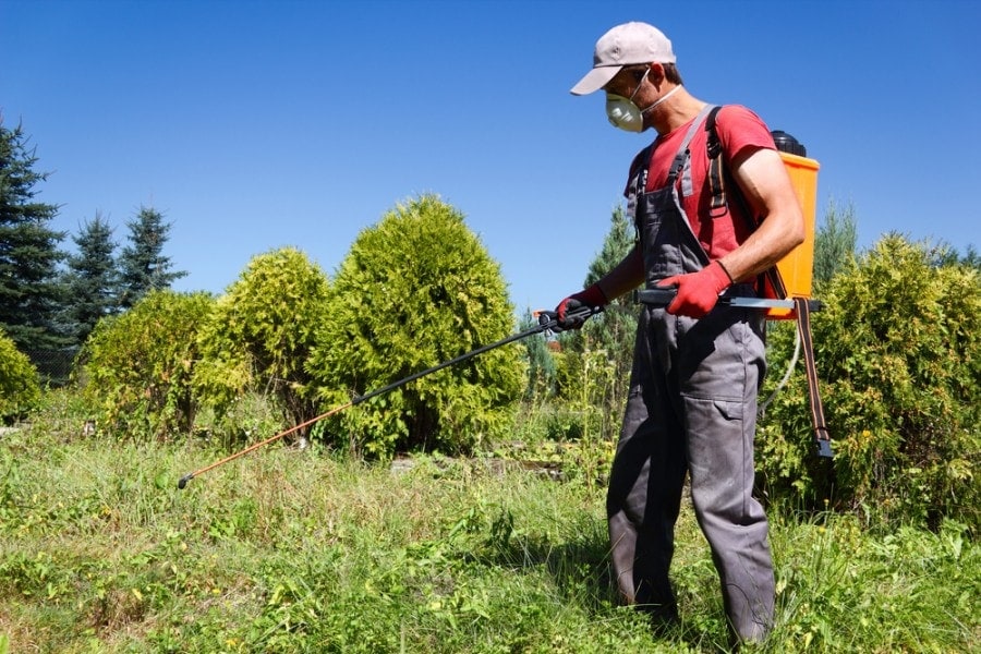 When Is the Best Time to Spray Weed Killer? (Seasons, Weather & Time of Day)