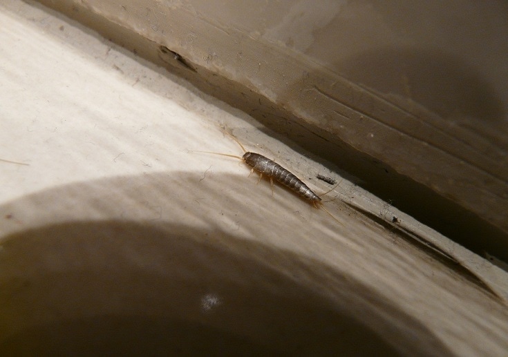 silverfish