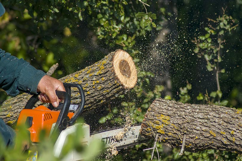 tree wood cutting with chainsaw