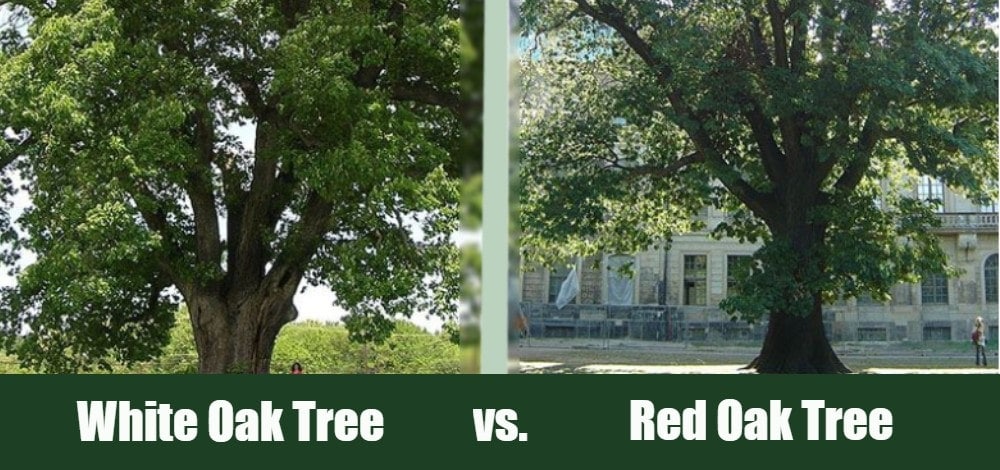 White Oak Vs Red Oak Tree 