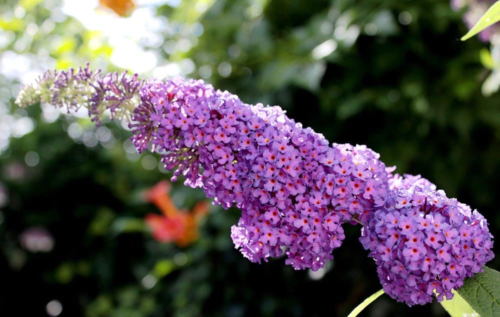 Butterfly Bush