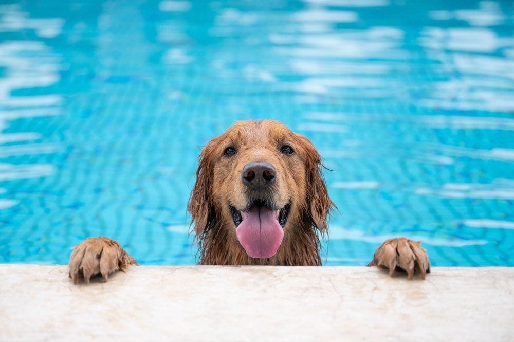 is it ok for my dog to swim in the pool