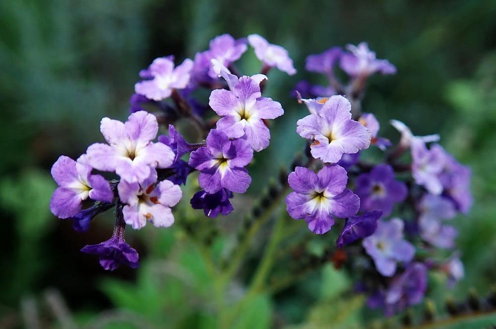 Heliotrope