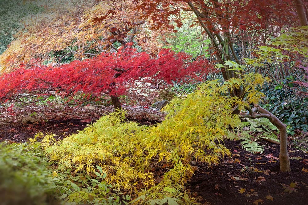 Japanese maple trees