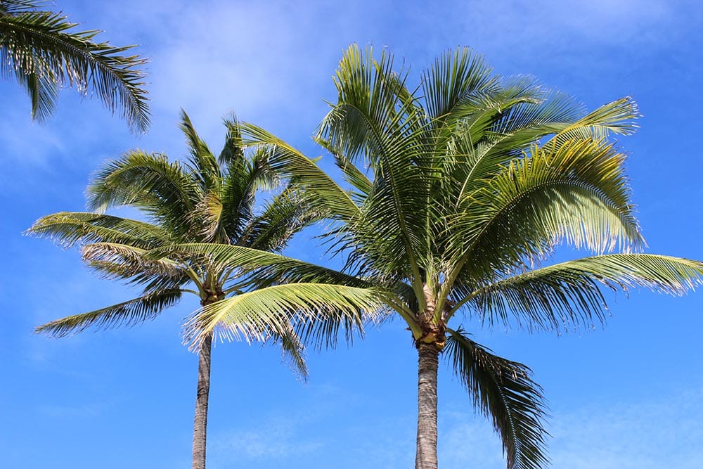 Palm Tree vs Palmetto Tree: What’s the Difference? (With Pictures