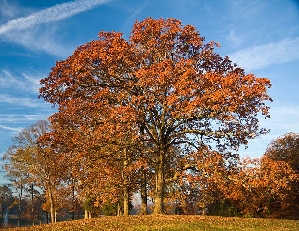 10 Different Types of Deciduous Trees (With Pictures) | House Grail