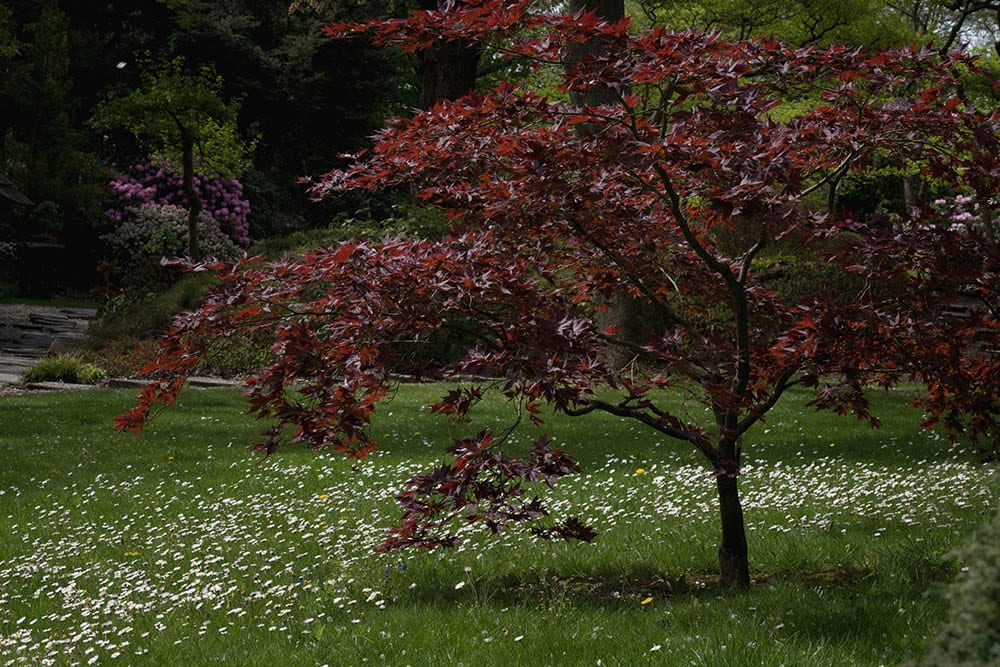 How Fast Do Maple Trees Grow 5 Expert Tips House Grail   Black Maple Tree Magdalena Sinakova Shutterstock 