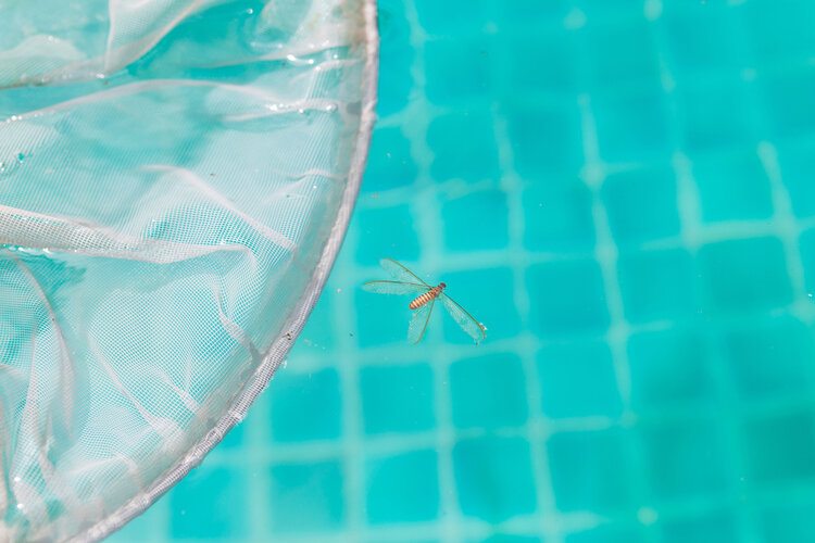 Bug Talk How Do You Get Rid Of Water Bugs Off Your Pool   Dead Insect Floating On Pool With Skimmer Sirirak Kaewgorn Shutterstock 