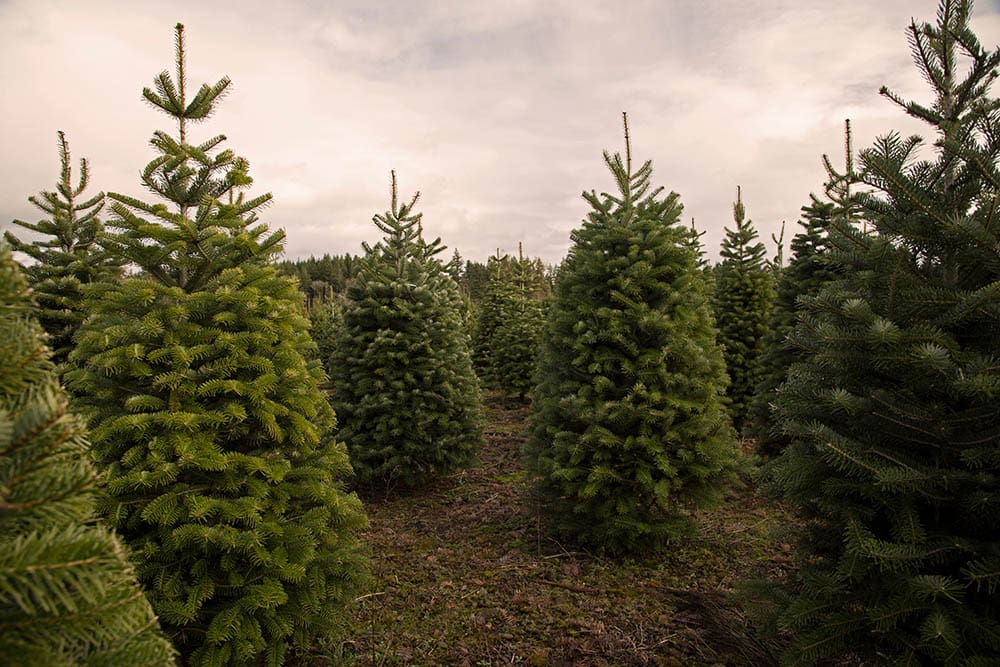 Douglas Fir trees