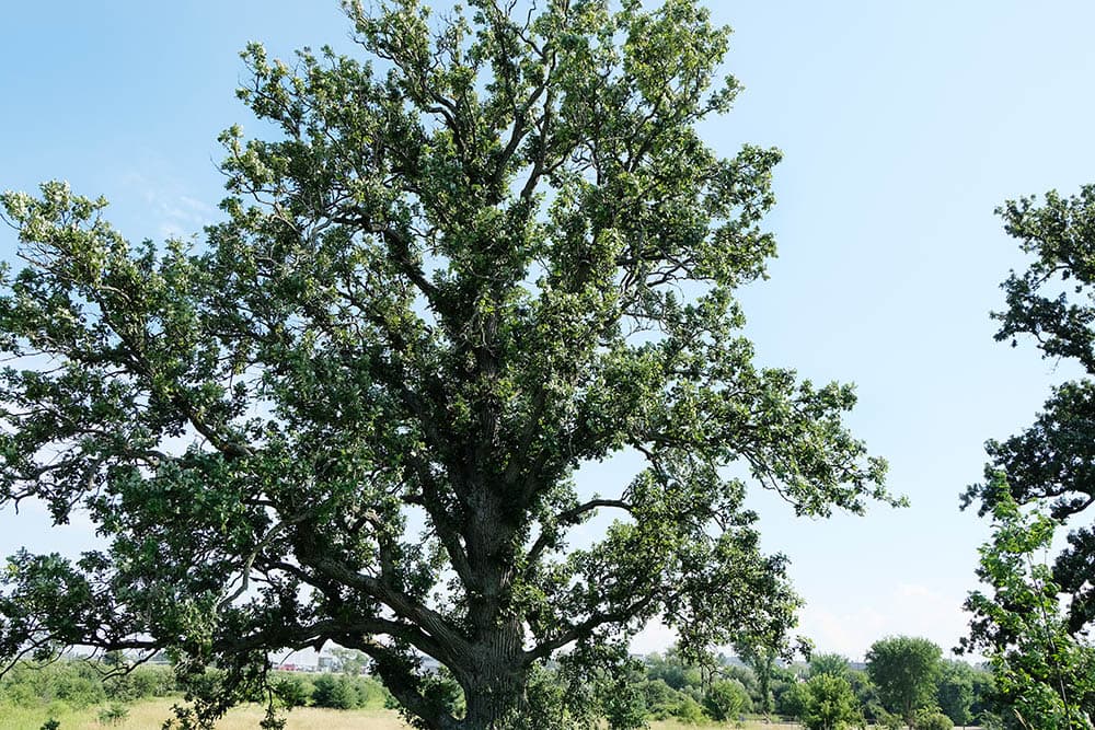 eastern White Oak tree