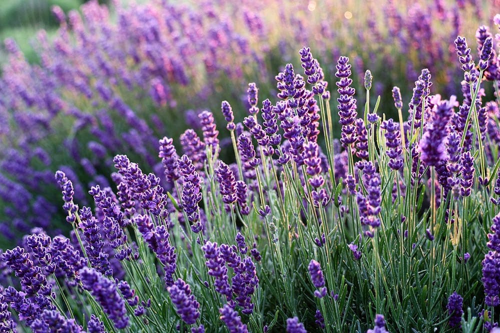 types of purple flowers for bouquets